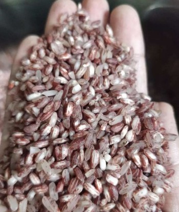 Mappillai Samba Idly Rice